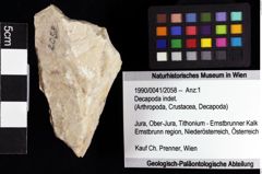 Foto (Objket + Etiketten) von Decapoda indet. 